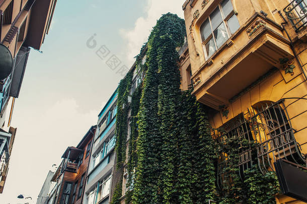 土耳其伊斯坦布尔建筑立面悬挂植物的低角度视图 