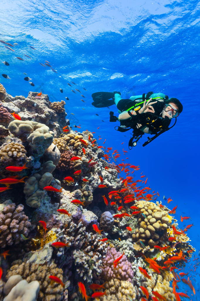 水肺潜水员探索珊瑚礁显示的手势