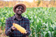 非洲农民带着微笑和喜悦在有机农场种植新鲜玉米。