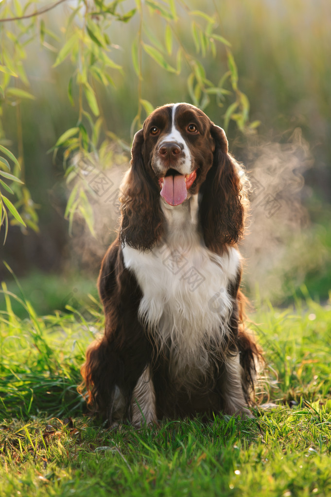 美丽的英国史宾格犬狗 