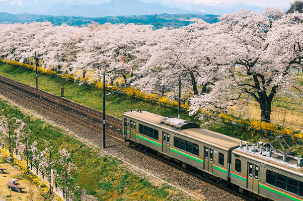 盛开藏红<strong>花</strong>的东北地区列车