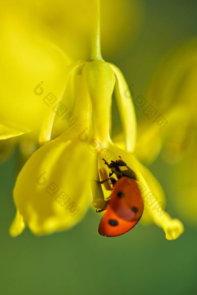 瓢虫授粉油菜花