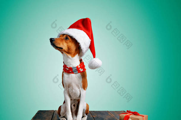 漂亮的小狗步骤圣诞服饰
