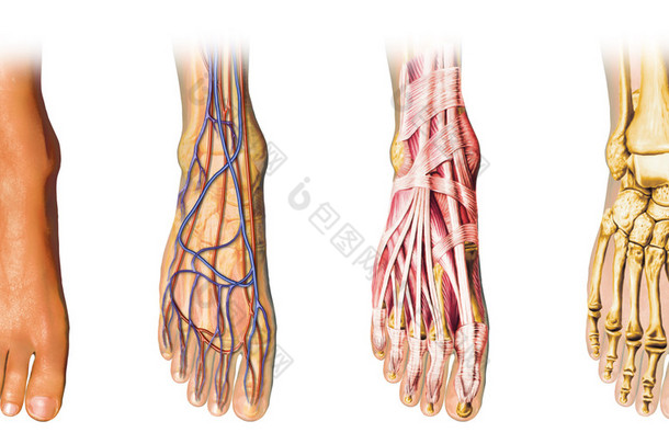 人体足部解剖剖面图表示形式.