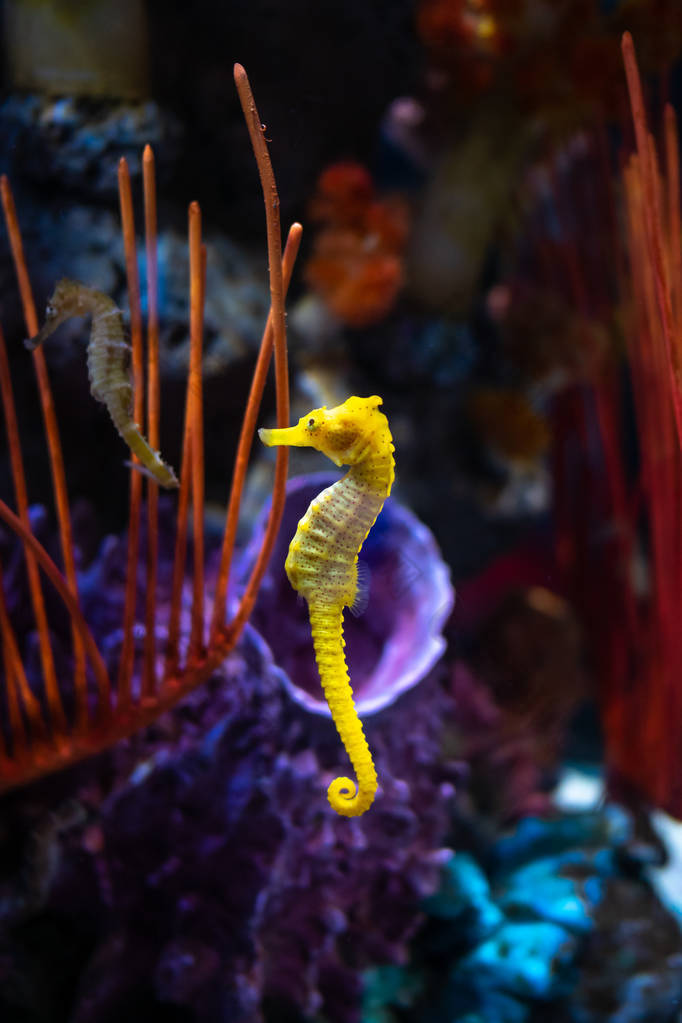 水族馆里的海马。这些海马生活在温暖的海洋中