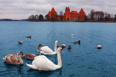 在立陶宛特拉凯城堡的背景下，一群野鸟（天鹅和鸭子）在湖中游泳