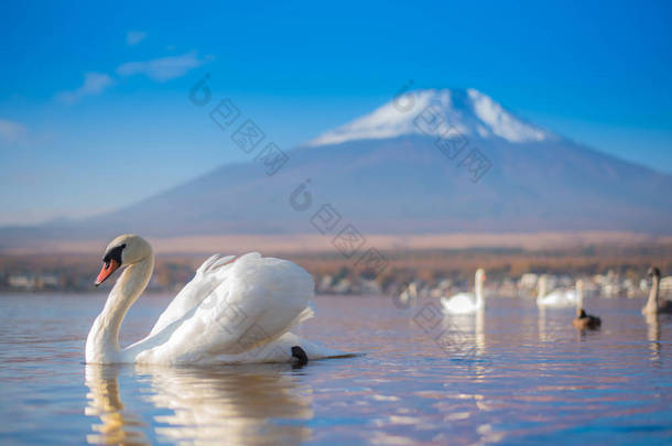 <strong>白色</strong>天鹅感觉浪漫和爱在湖 Yamanaka 与 Mt. 