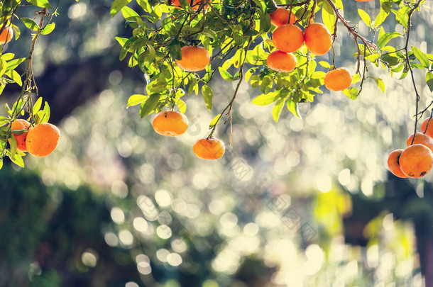 在花园里树上的橘子