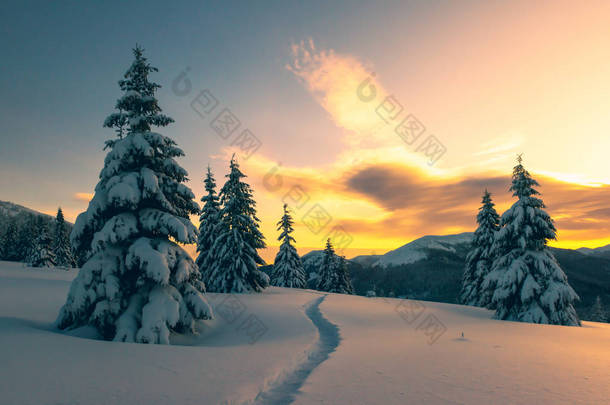 多雪树木的戏剧化冬季场景.