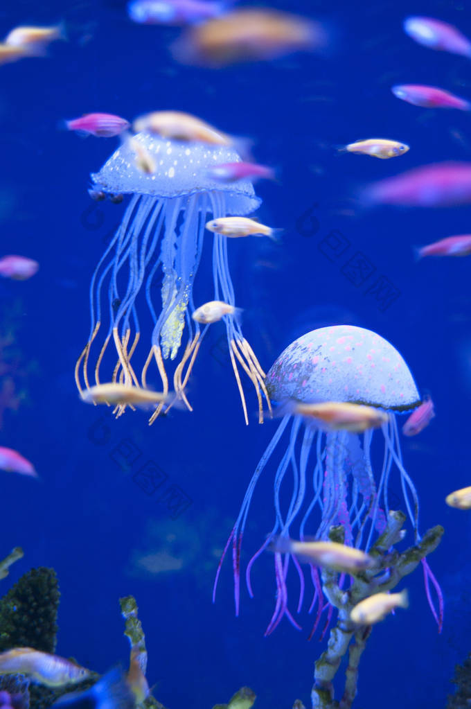 在水族馆的小 medusas。大洋或大海的居民，鱼，植物浇水. 