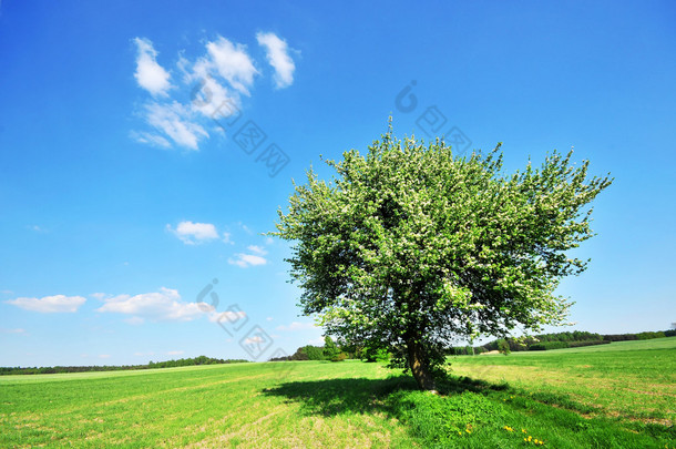 田野、<strong>树</strong>木和蓝天