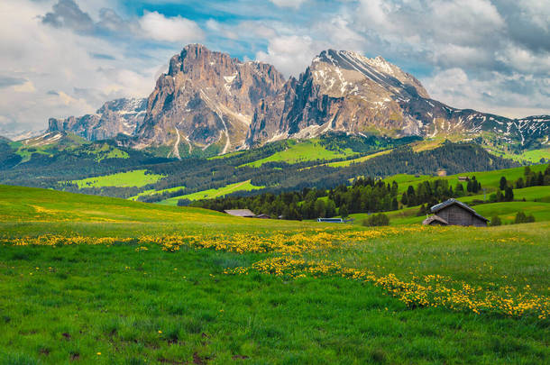 Admirable summer scenery with yellow flowers and snowy mountains in background, Alpe di Siusi - Seis