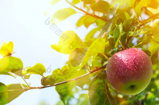 苹果树分支与红苹果