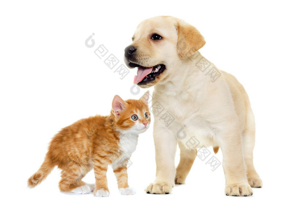 分离出的白色背景上的小猫和<strong>拉布拉多</strong>小狗
