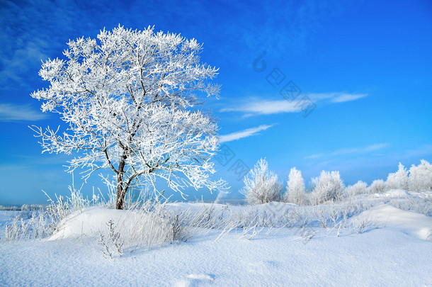 农村冬季景观与一棵<strong>树</strong>和蓝蓝的<strong>天空</strong>