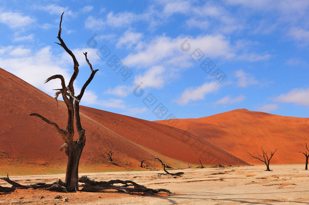 棵孤独的树骨架，deadvlei 纳米比亚
