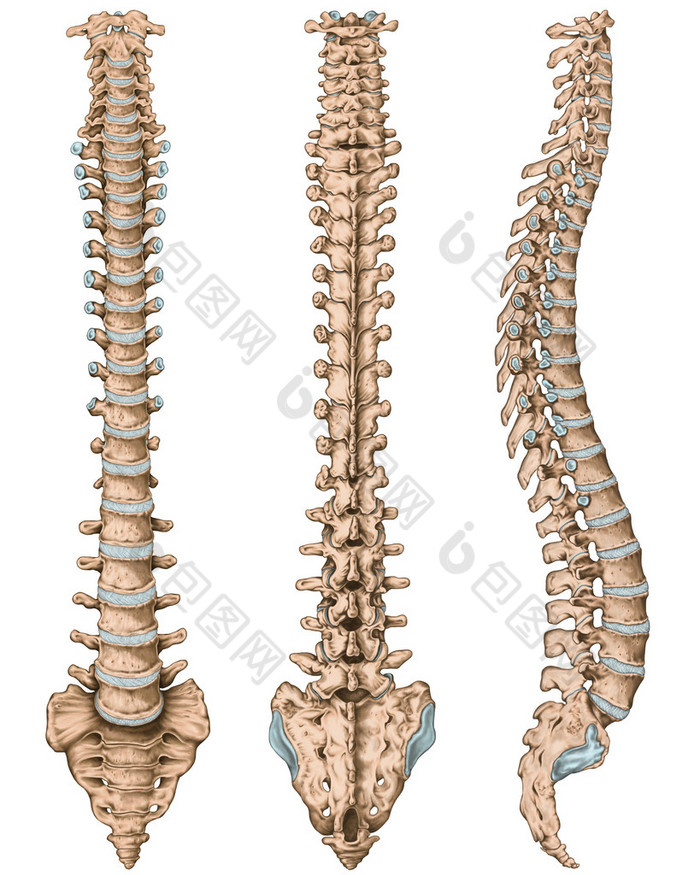 Anatomy of human bony system, human skeletal system, the skeleton, spine, columna vertebralis, verte