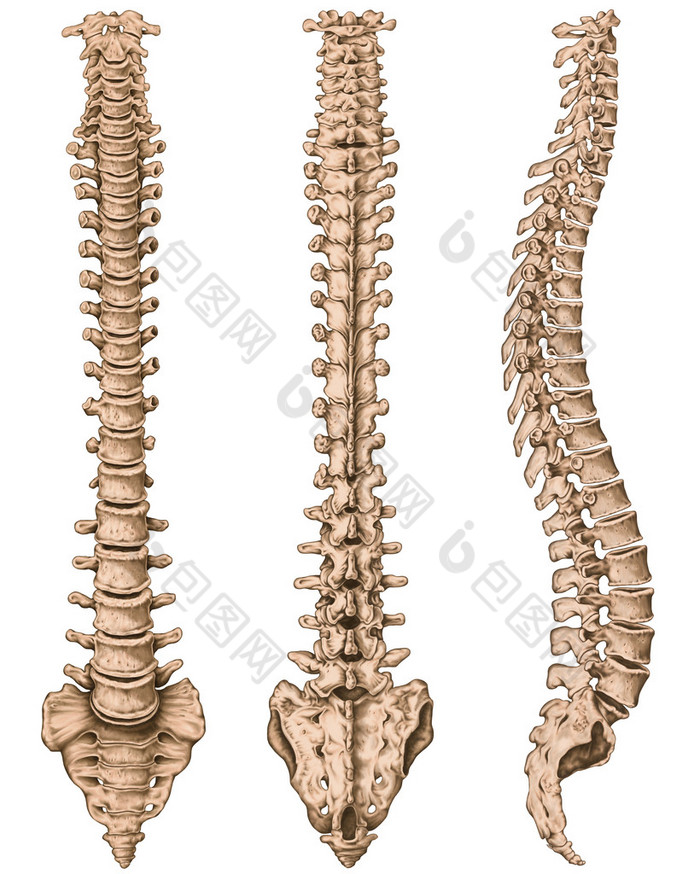 Anatomy of human bony system, human skeletal system, the skeleton, spine, columna vertebralis, verte