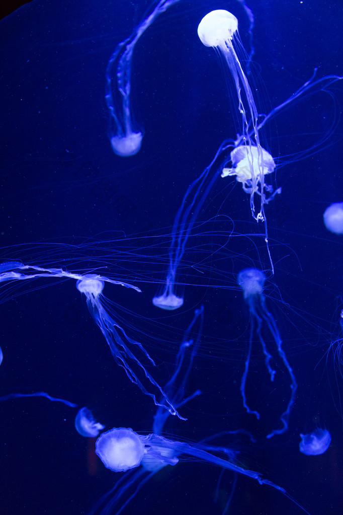 美丽的水母在迪拜水族馆