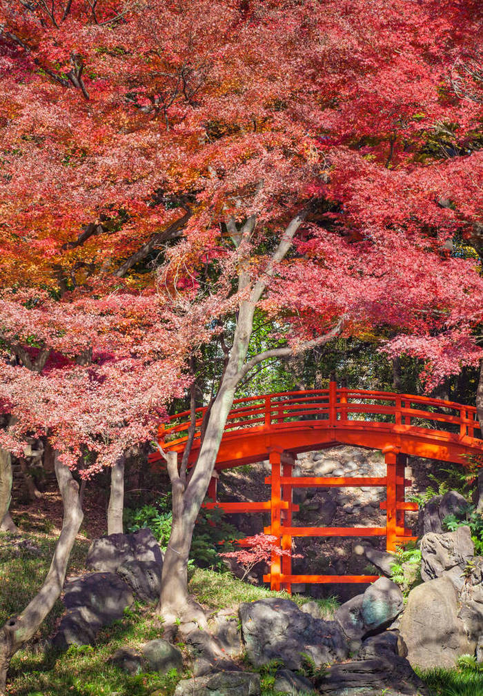 日本红色桥 