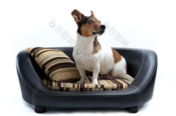 Jack Russell Terrier sitting on Luxury Dog Bed