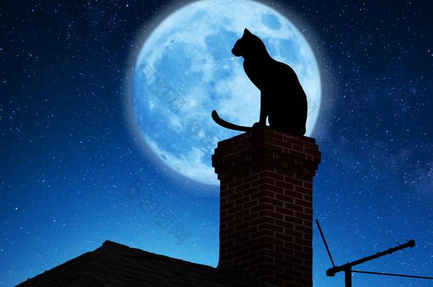 在屋顶上的猫.