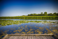 点 pelee 国家公园浮桥