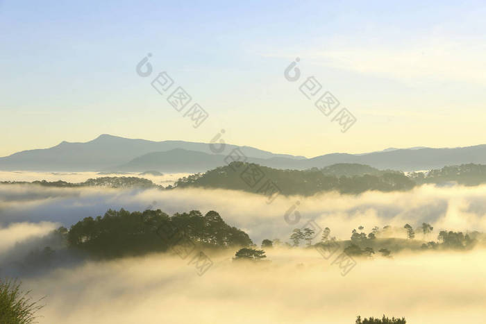 梦幻般的迷雾森林与松树和山在阳光下