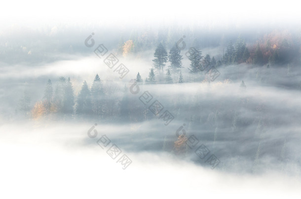 金秋时节，野生森林在日出雾和云