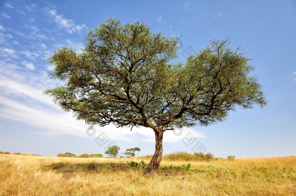 <strong>景观</strong>与树在非洲
