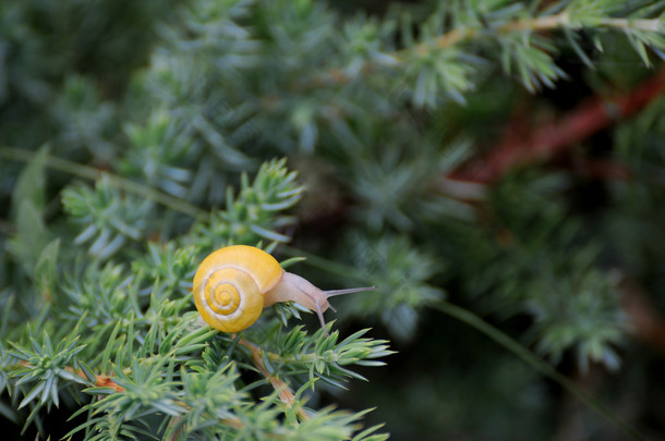 一片叶子上的小棕色蜗牛
