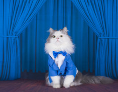 深蓝色夹克和领带在舞台上的猫