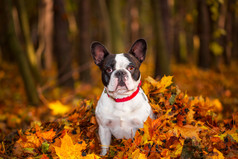 法国斗牛犬在秋天风景
