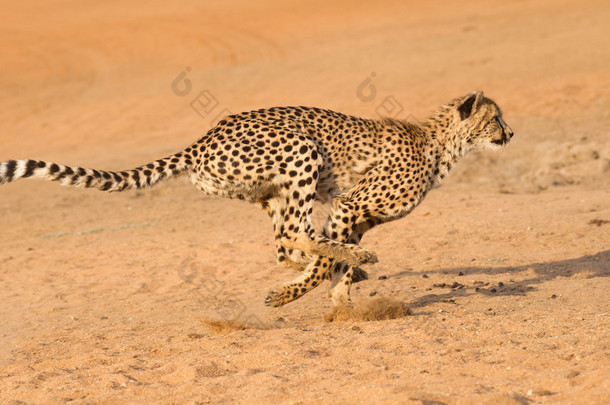 <strong>运行</strong>，(猎豹属产地)，南非的猎豹