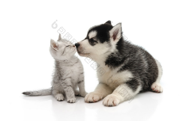 可爱的小狗接吻小猫
