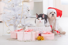 猫和小狗戴圣诞老人帽子