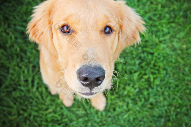 坐在绿草的金毛寻回犬