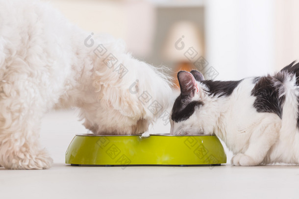 狗和猫从碗里吃的食物