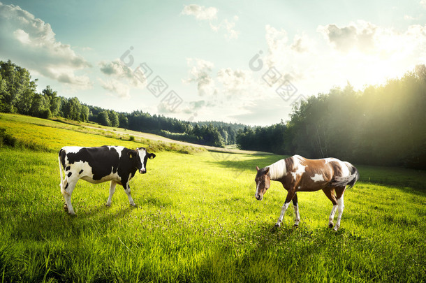 在林间空地上的马和牛牧场