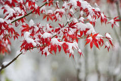 红红的枫叶在雪中