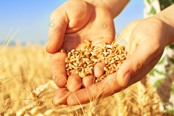 小麦在女人的手中