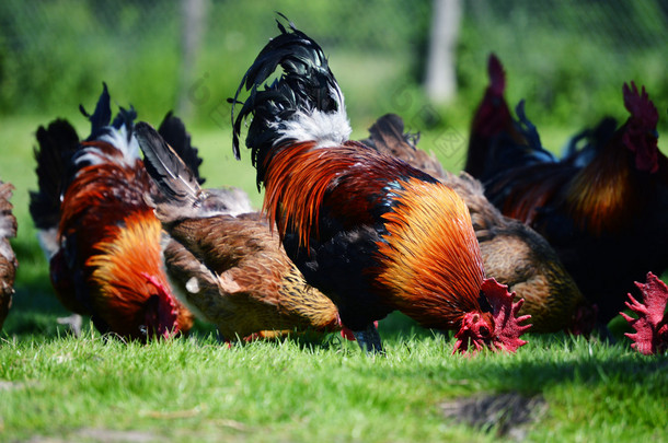 传统自由放养家禽农场的鸡和鸡