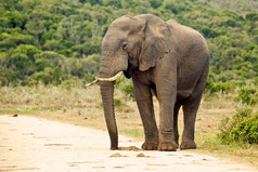 大象站在一条石子路上