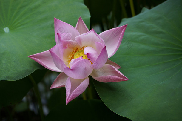 莲花花卉植物