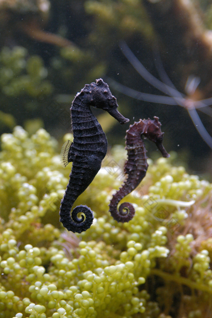 在水族馆的海马