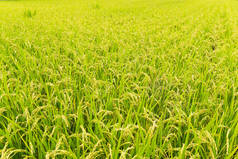 水稻领域草甸