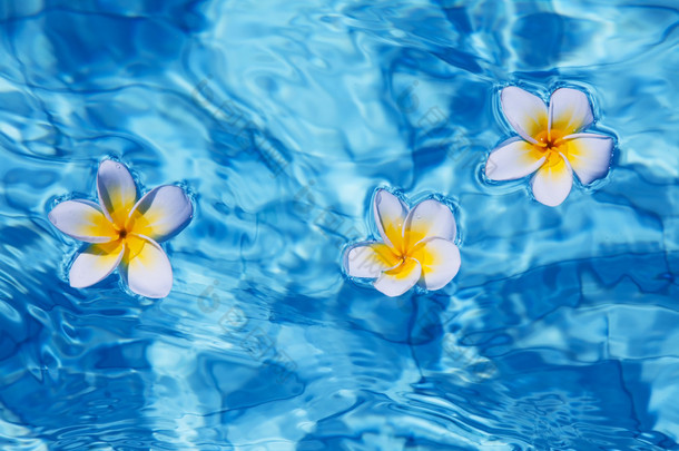 热带素馨花花在水中 
