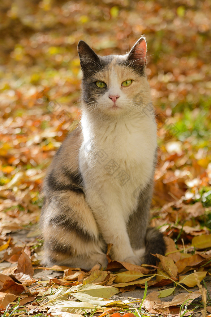 三色猫从收容所