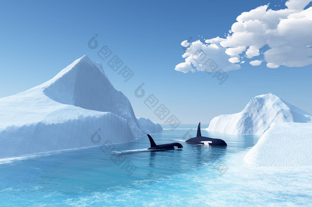 鲸鱼游泳在<strong>海洋</strong>和冰山