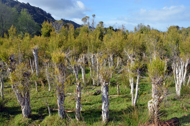 茶叶树种植园在新西兰卡拉米亚.